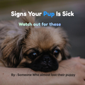 Signs Your Pup Is Sick: Watch Out For These